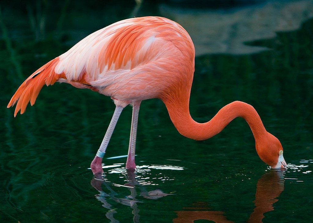 pictures Flamingo