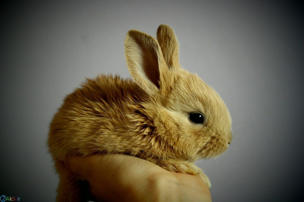 pictures Rabbit
