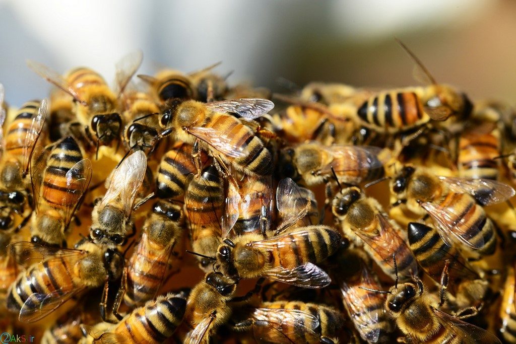 تصاویر زنبور عسل