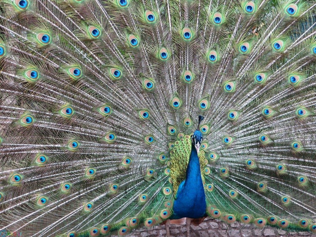 تصاویر طاووس