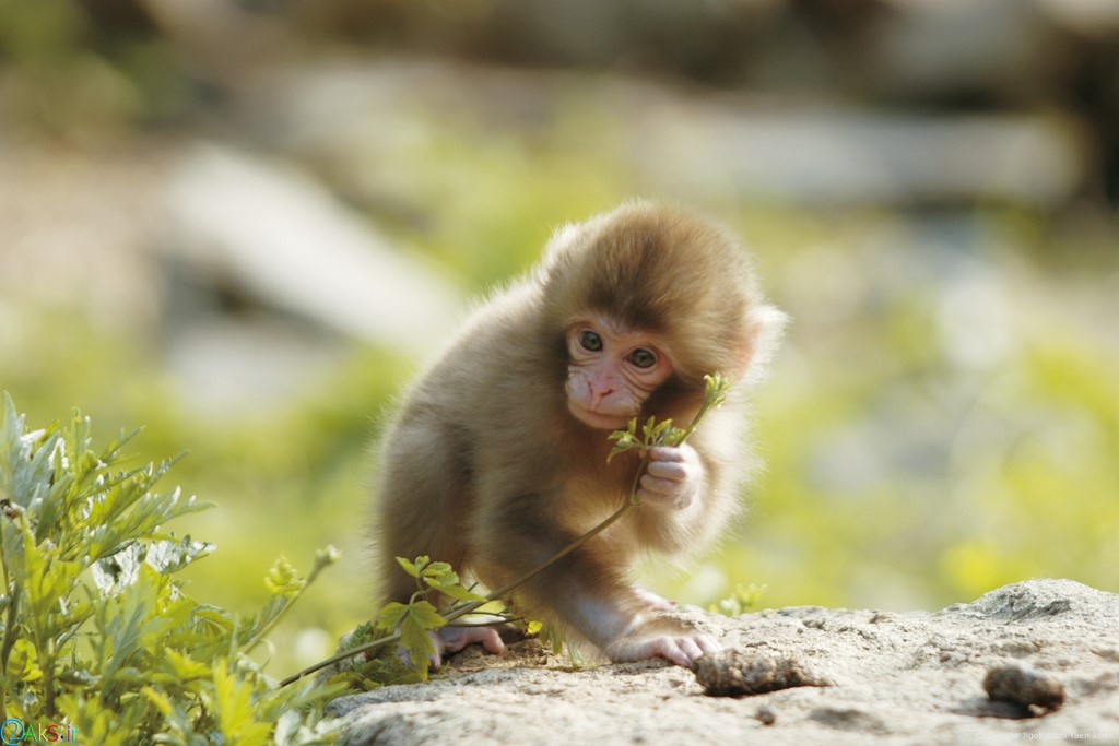 تصویر بچه میمون