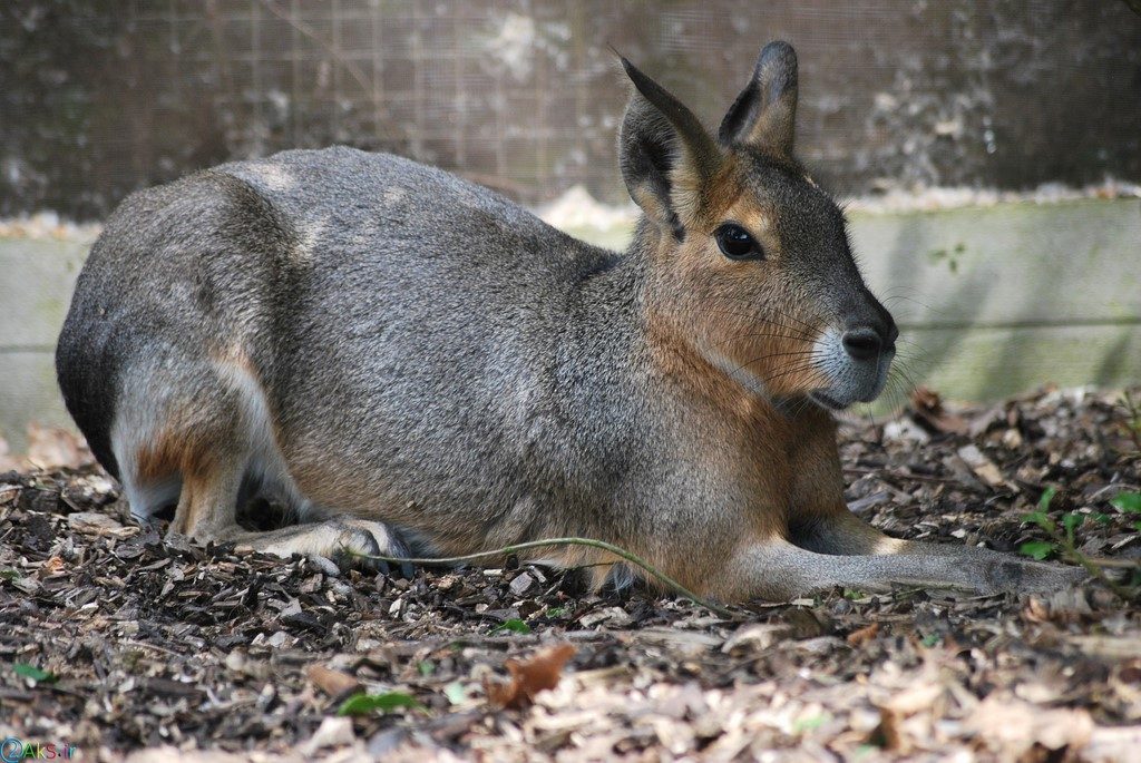 تصویر خرگوش