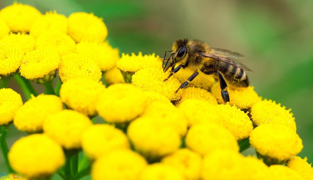 زنبور عسل HD