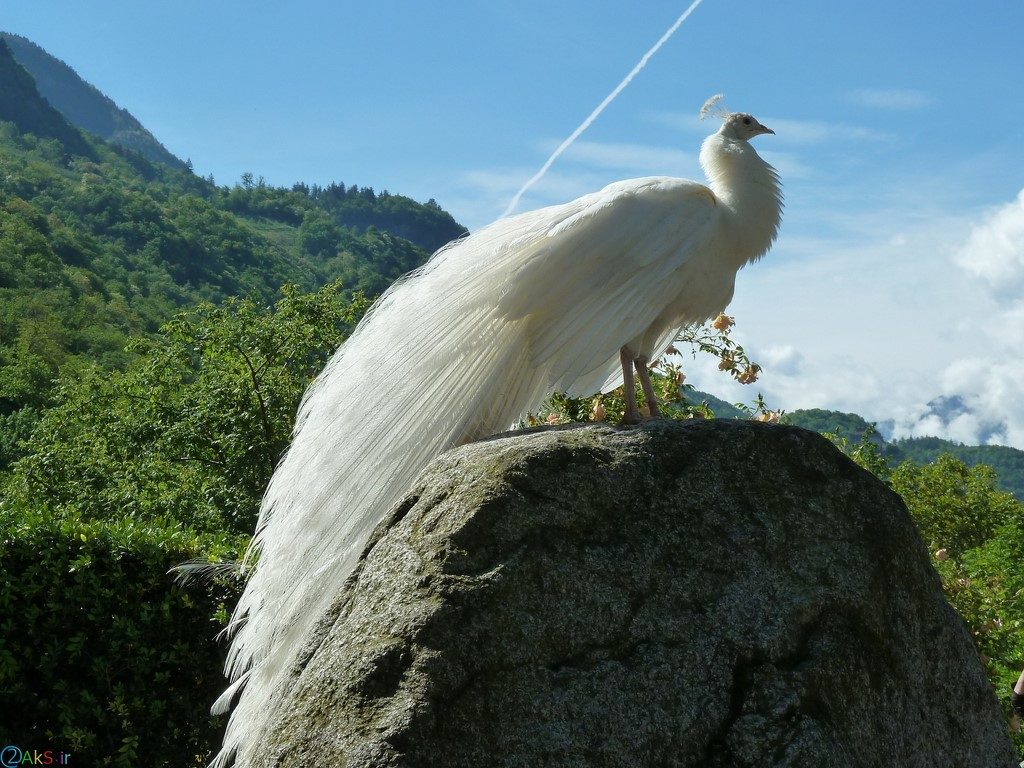 طاووس سفید