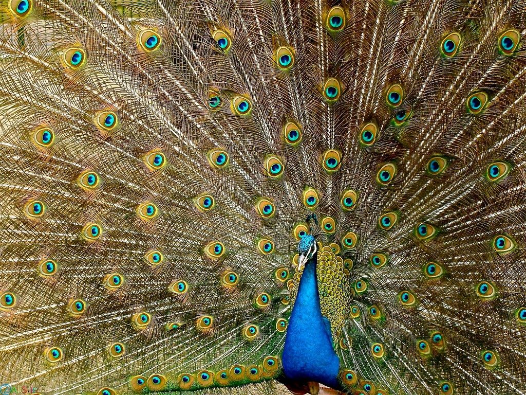 عکس اچ دی طاووس
