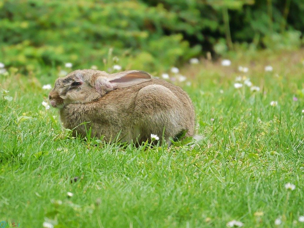 عکس بچه خرگوش