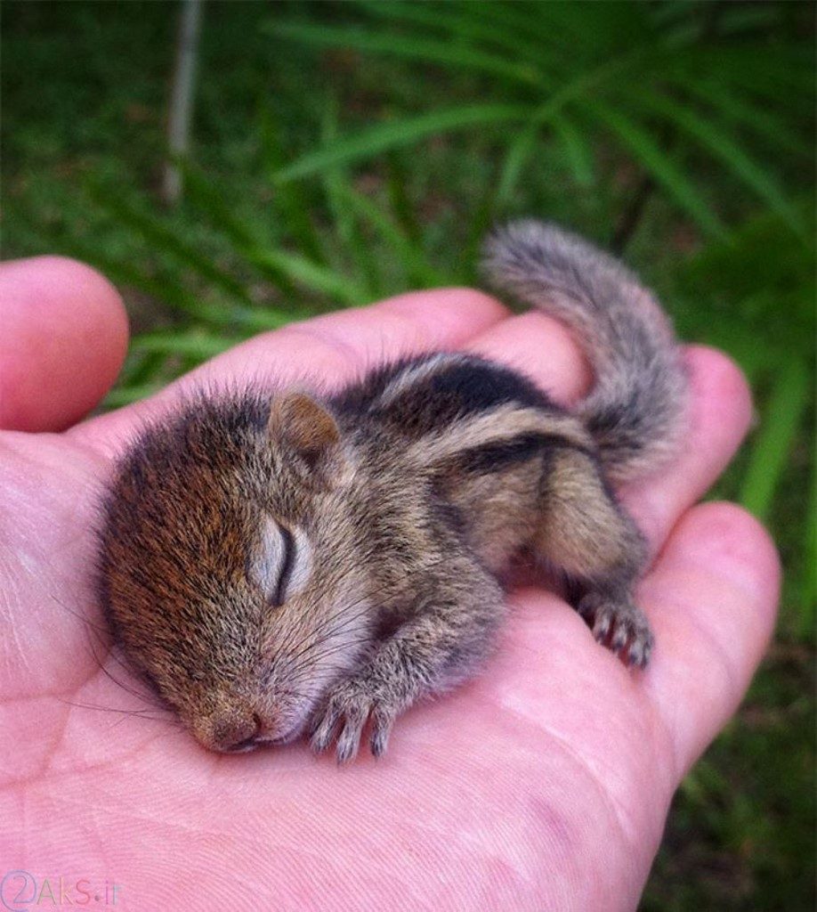 عکس بچه سنجاب