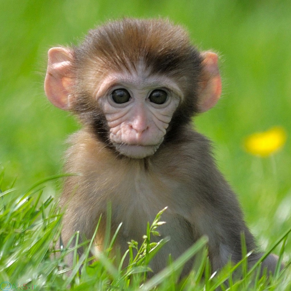 عکس بچه میمون