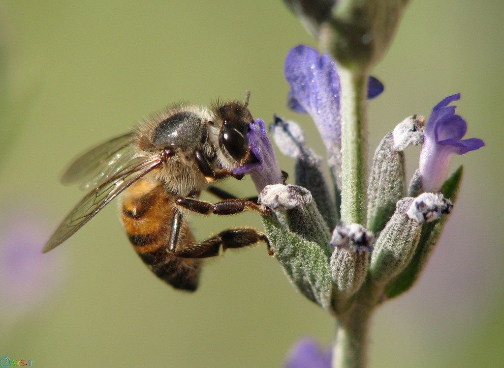 عکس زنبور عسل از نزدیک