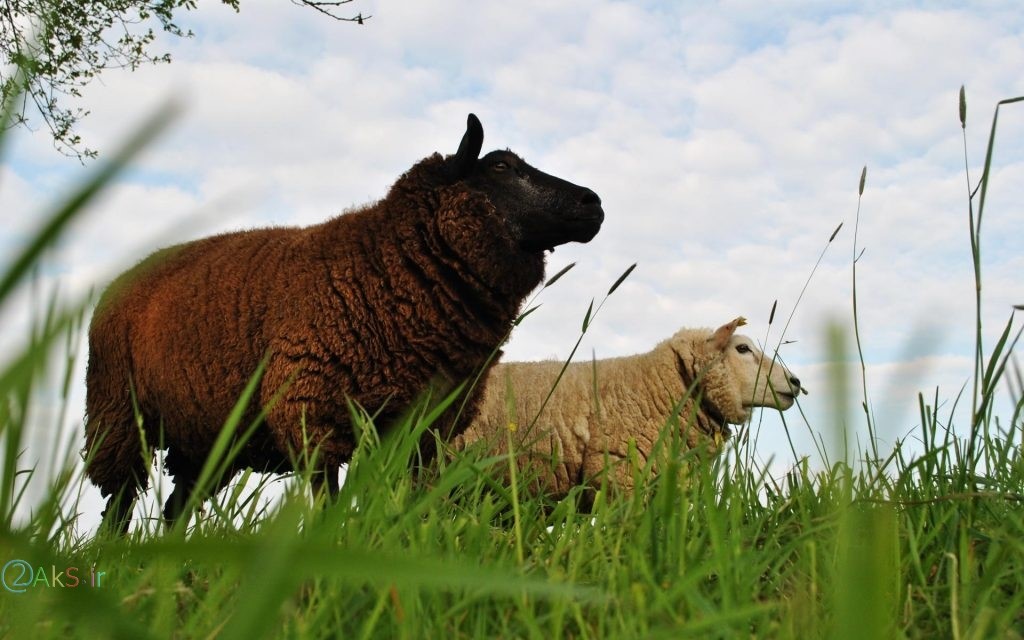 عکس فول اچ دی گوسفند