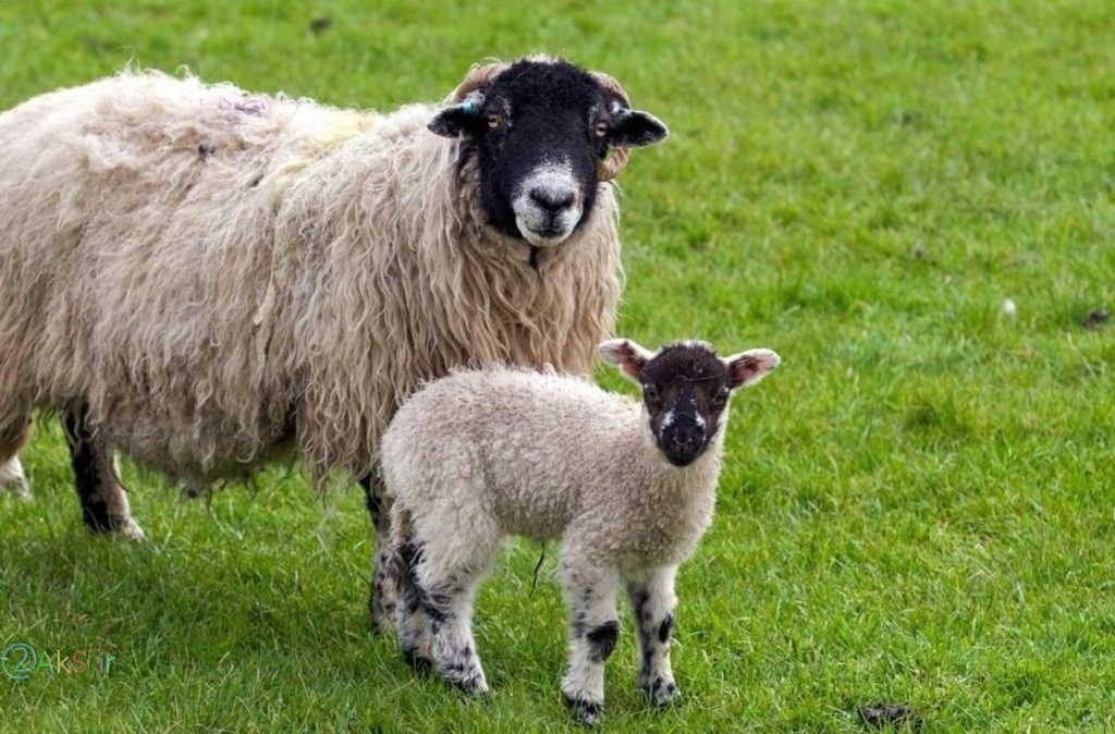 عکس مادر و بچه گوسفند