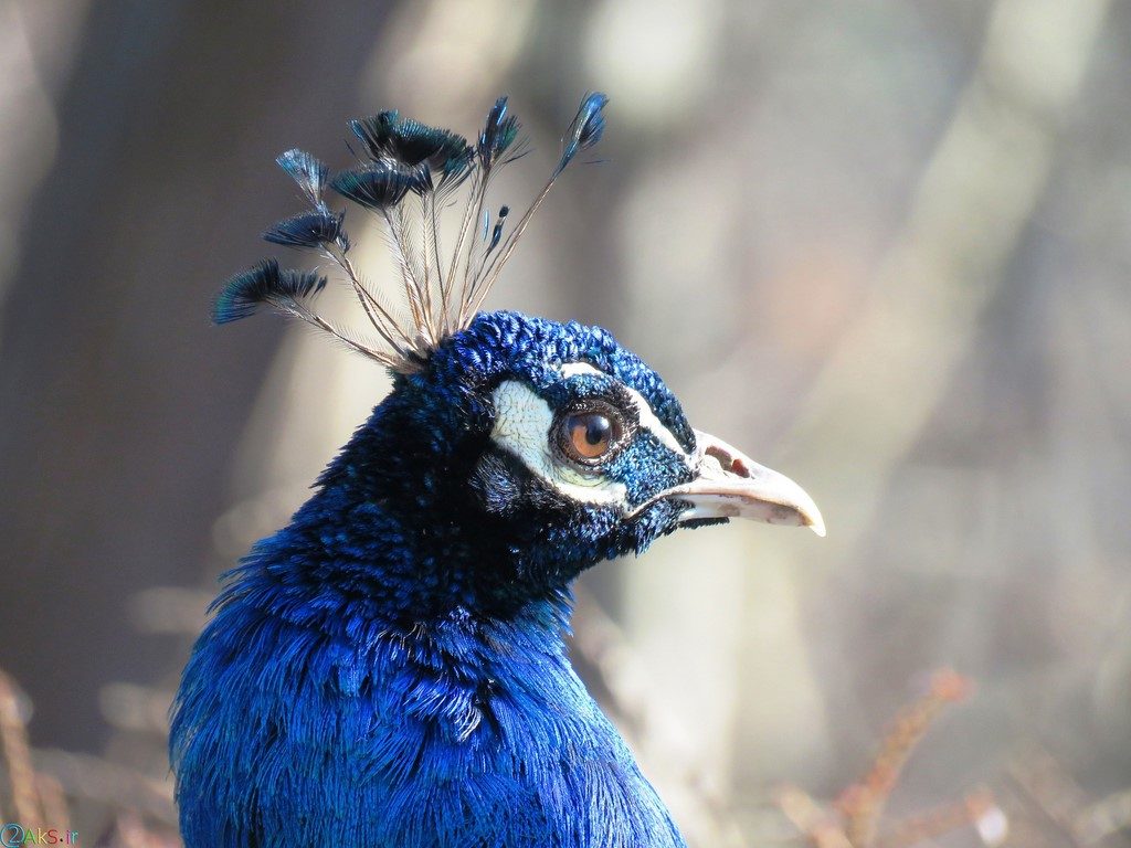 عکس کله طاووس
