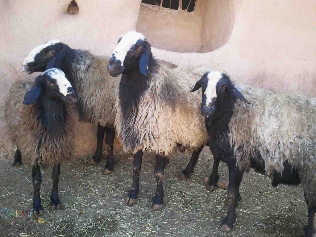 عکس گوسفند ها