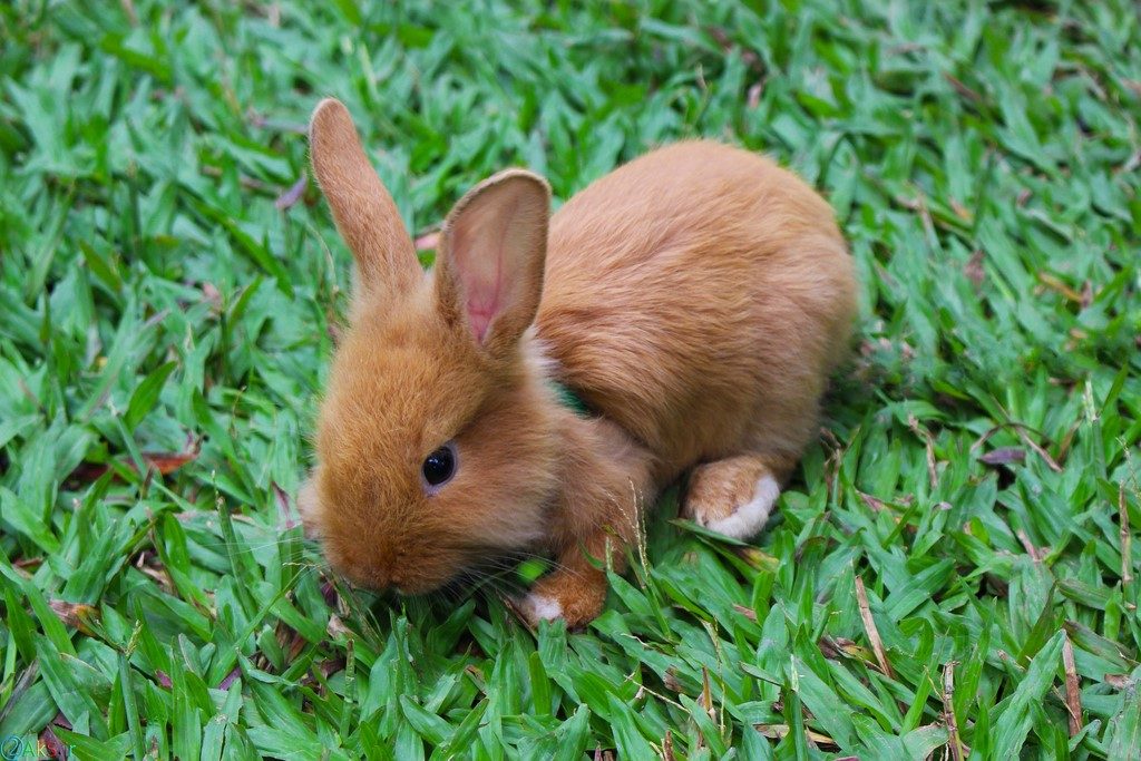 عکسهای خرگوش