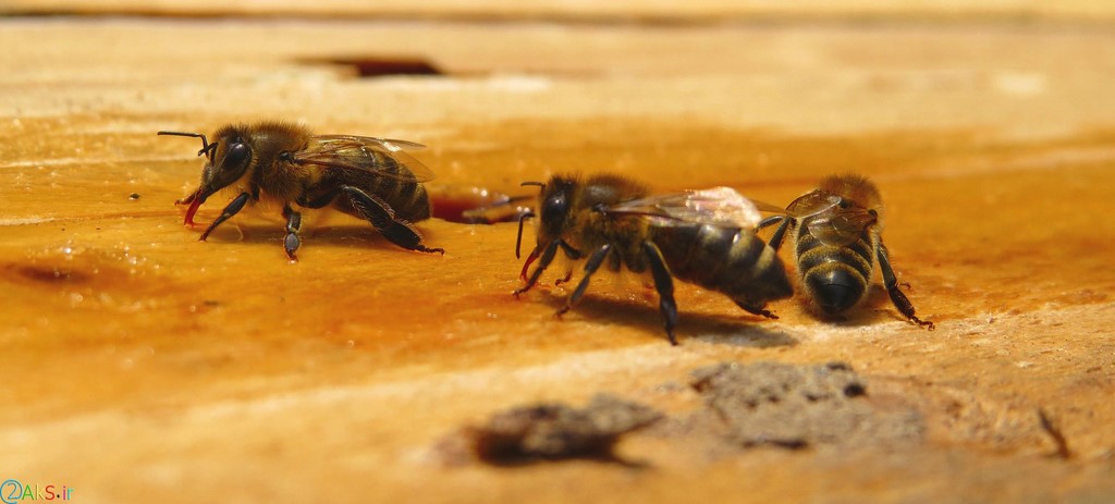 عکسهای زنبور عسل