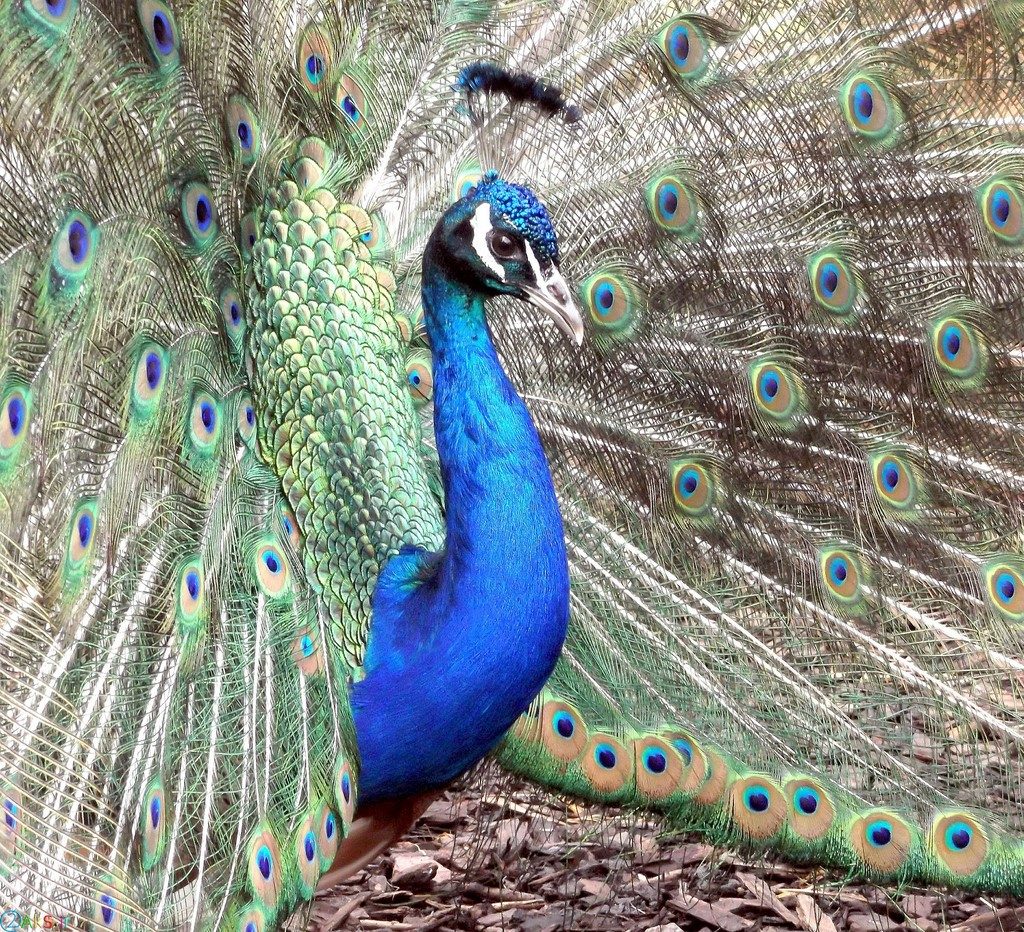 عکسهای طاووس