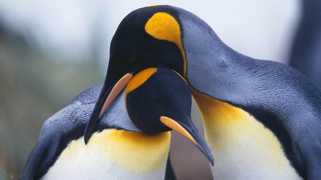 عکسهای پنگوئن