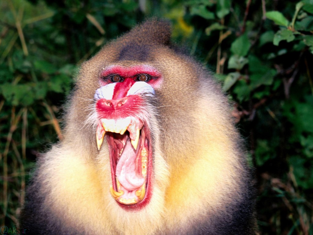 میمون HD