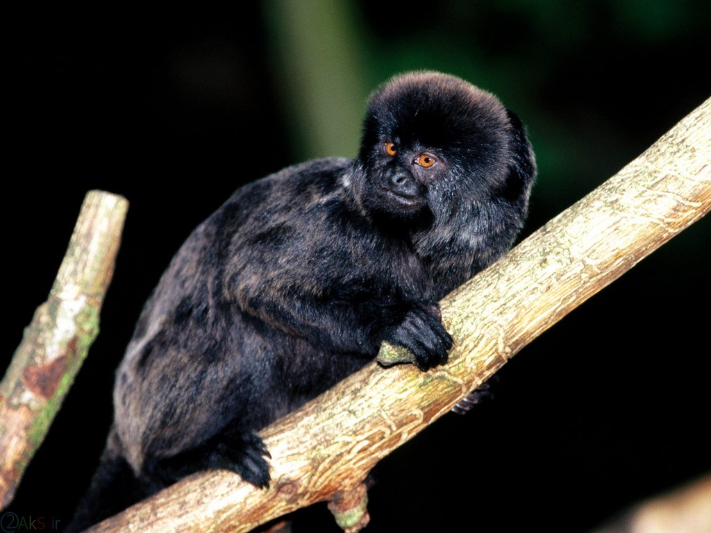 میمون سیاه