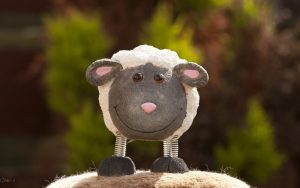 والپیپر عروسک گوسفند