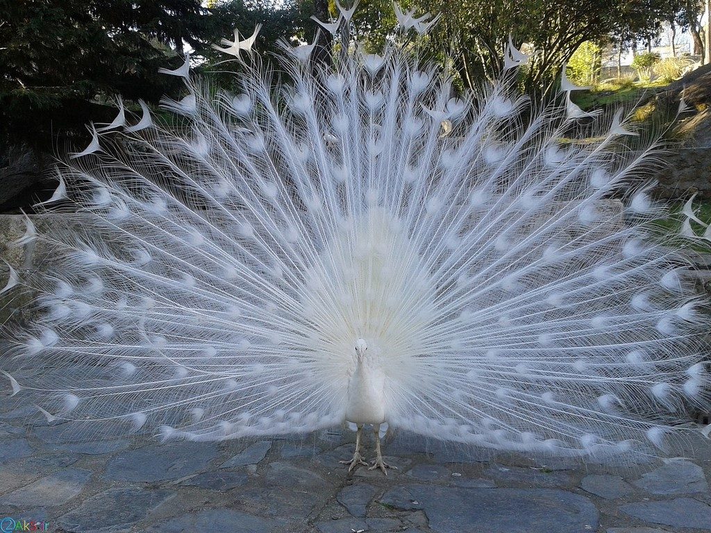 پرهای باز شده طاووس سفید