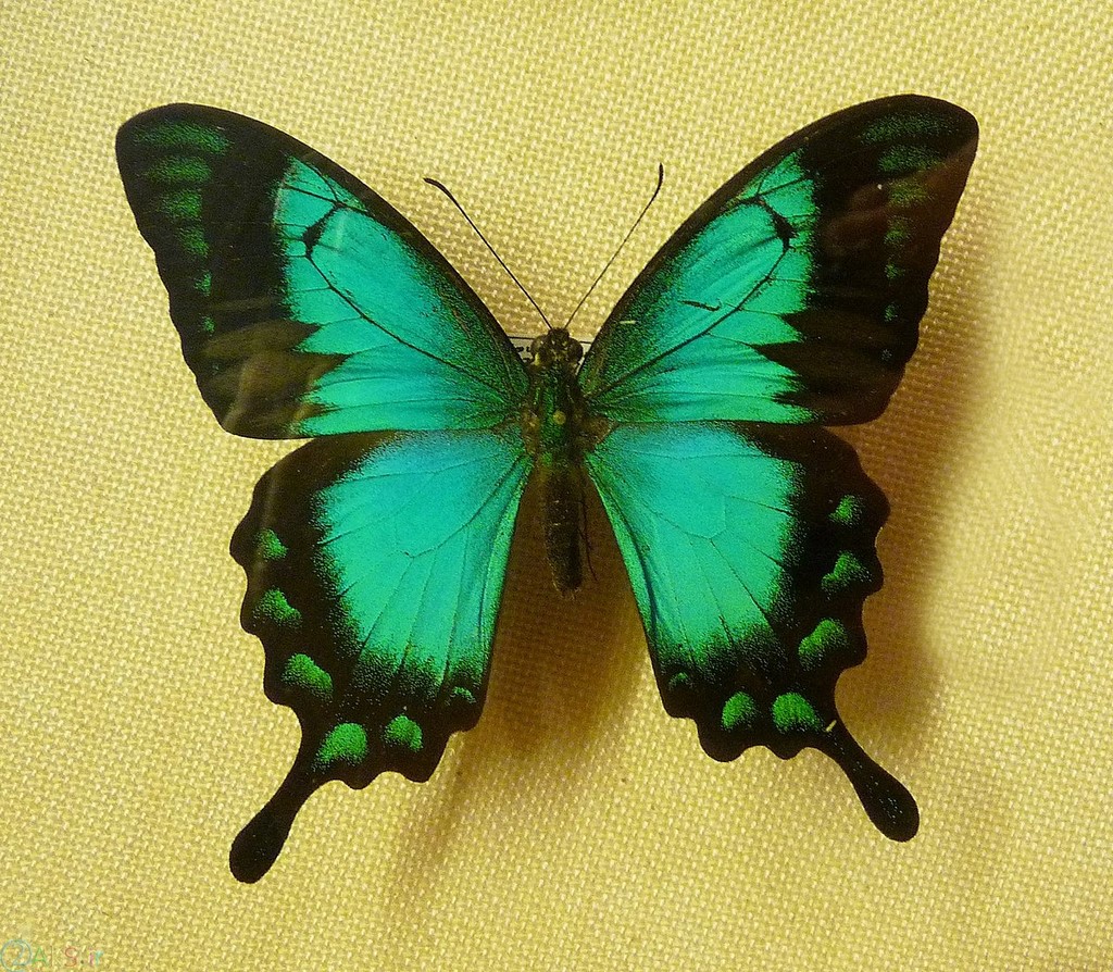 پروانه سبز
