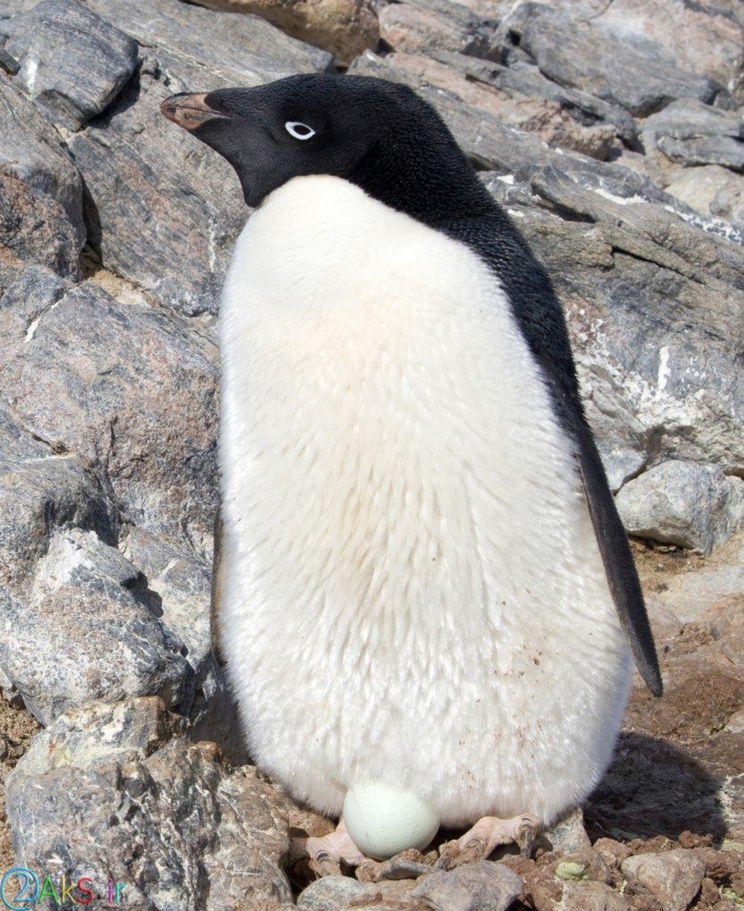 پنگوئن HD