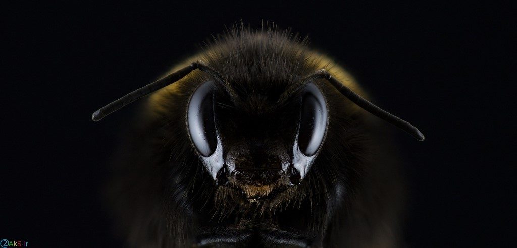 کله زنبور عسل