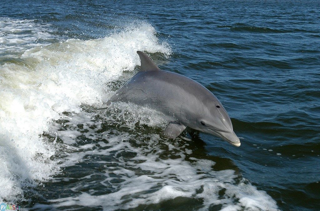 گالری تصاویر دلفین
