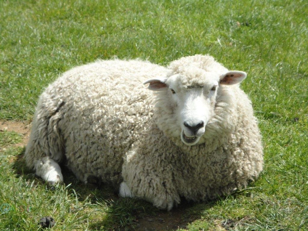 گوسفند HD