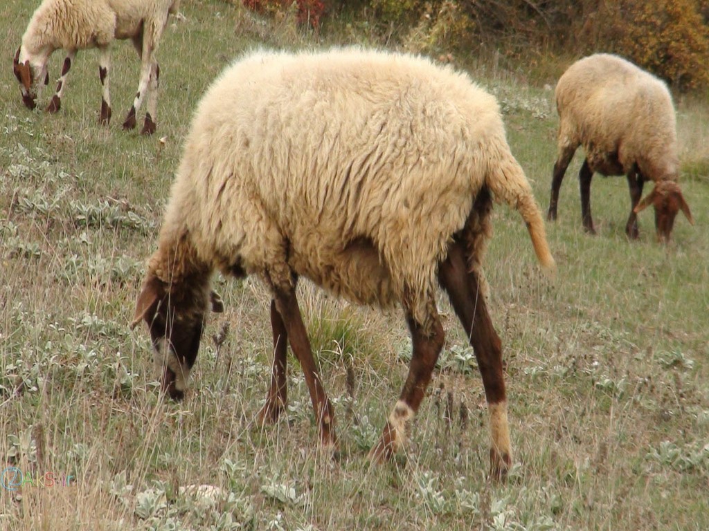 گوسفند استرالیایی