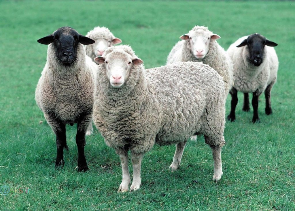 گوسفند با کیفیت بالا