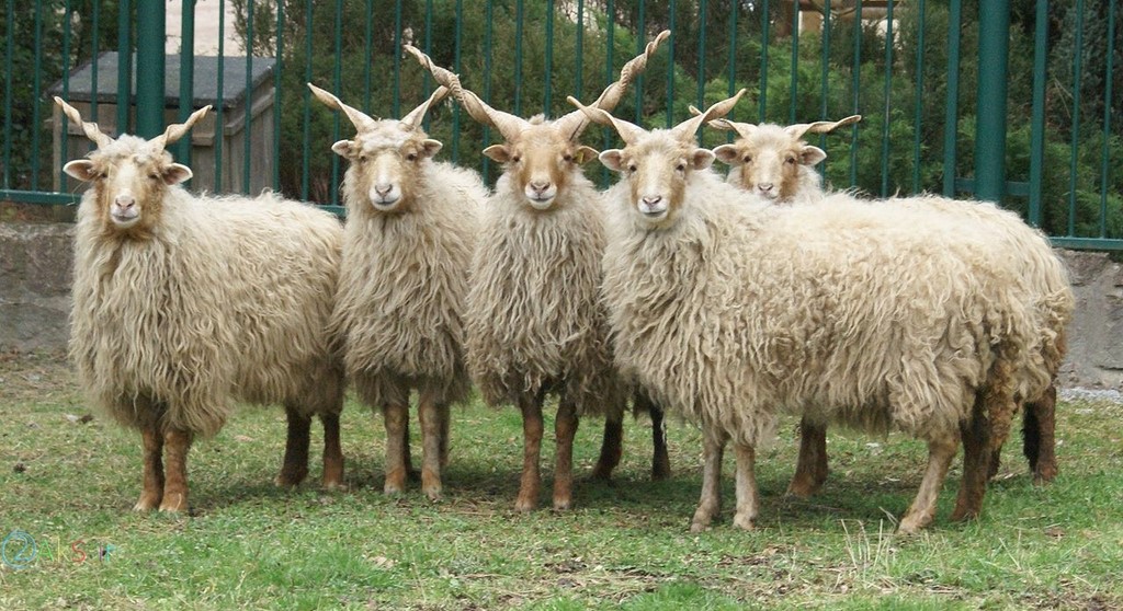 گوسفند ها